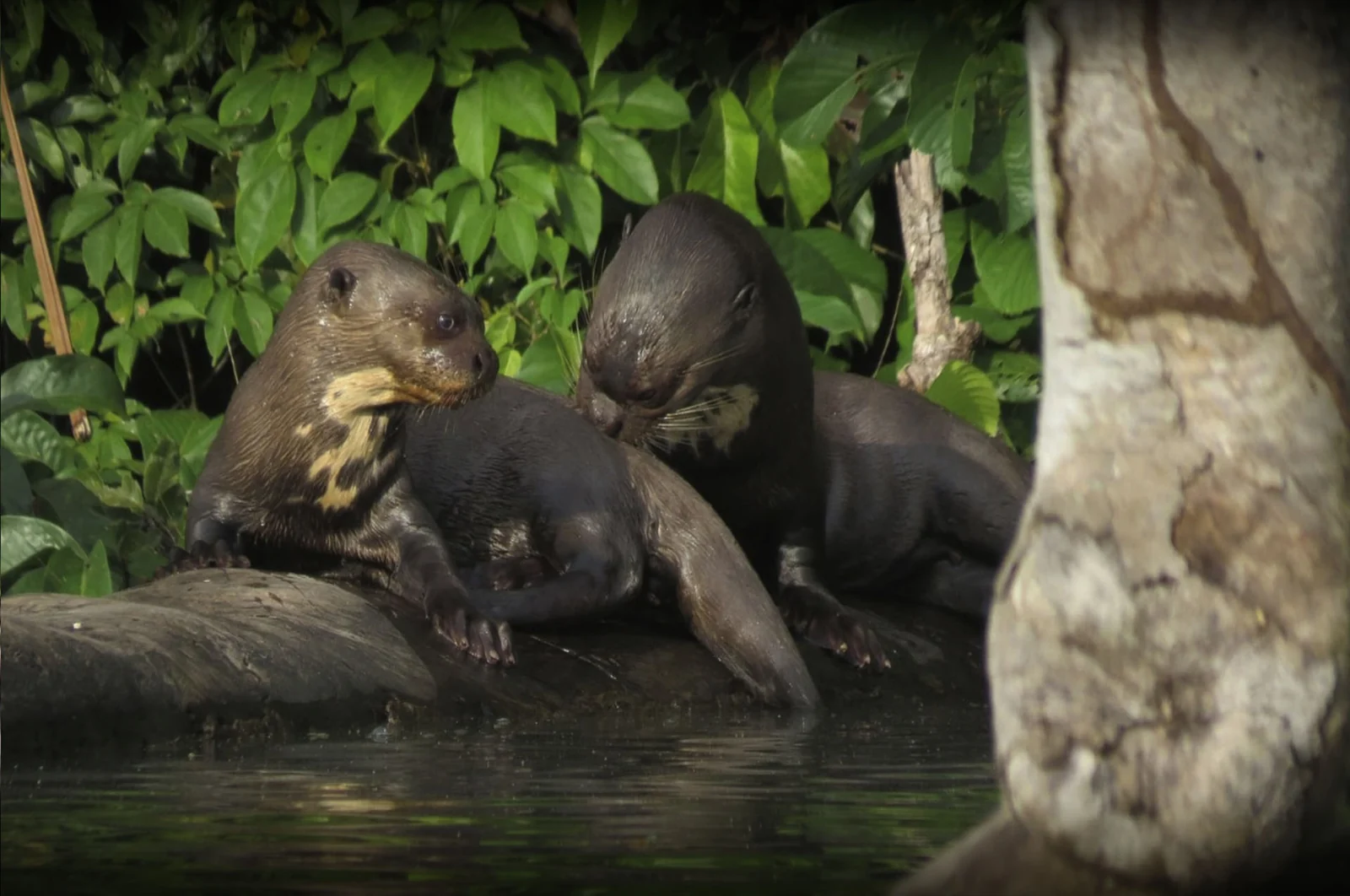 Wildlife in the Tambopata area
