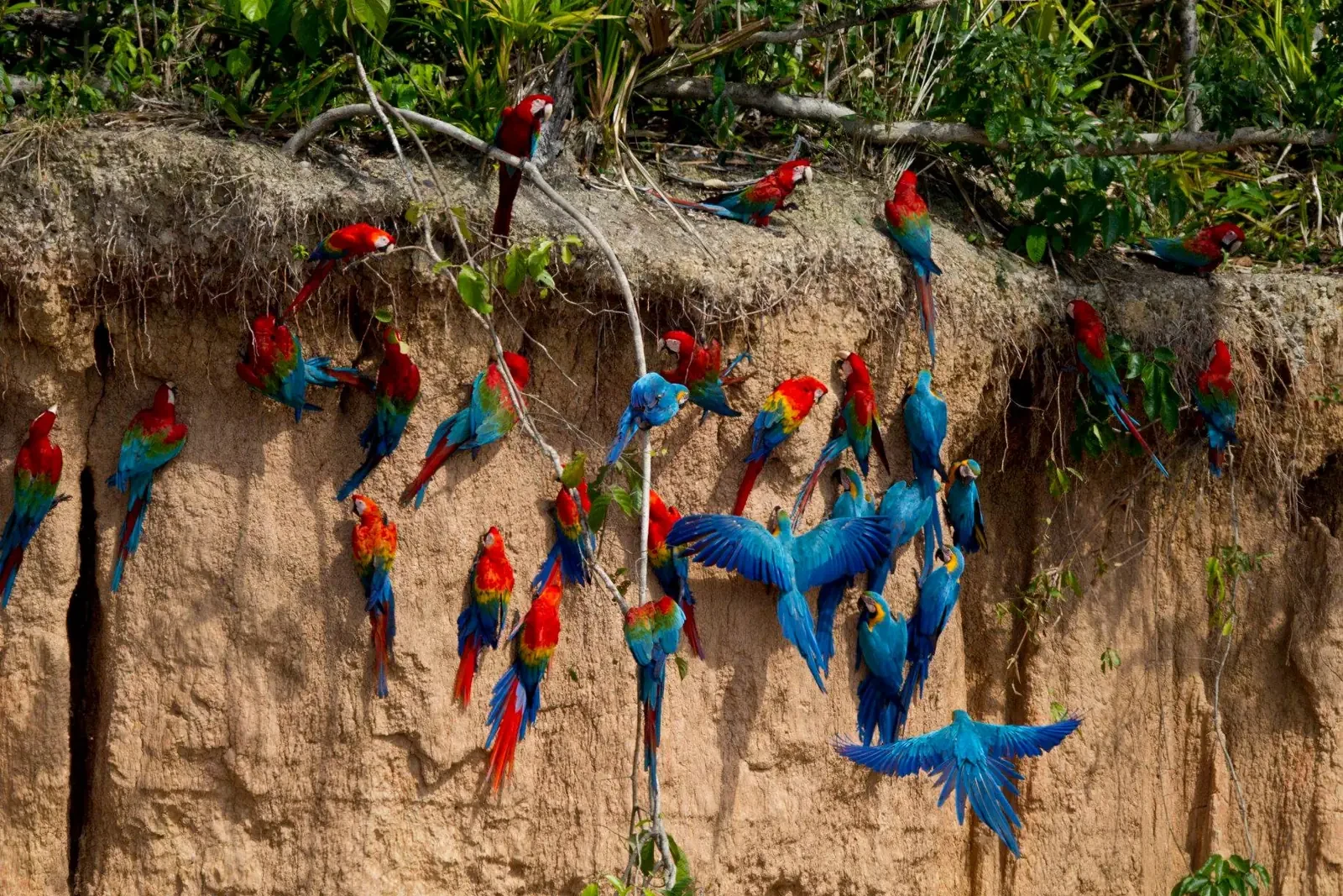 Macaws in the Tambopata region