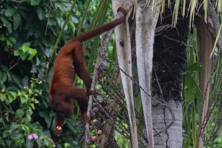 Explore in  Amazon Wildlife 3 days