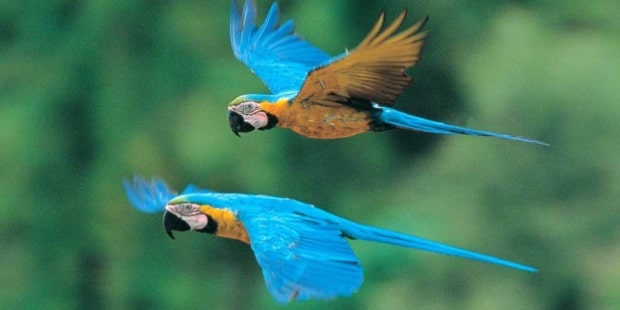 Short Tour Macaw Lick Peru 2 days