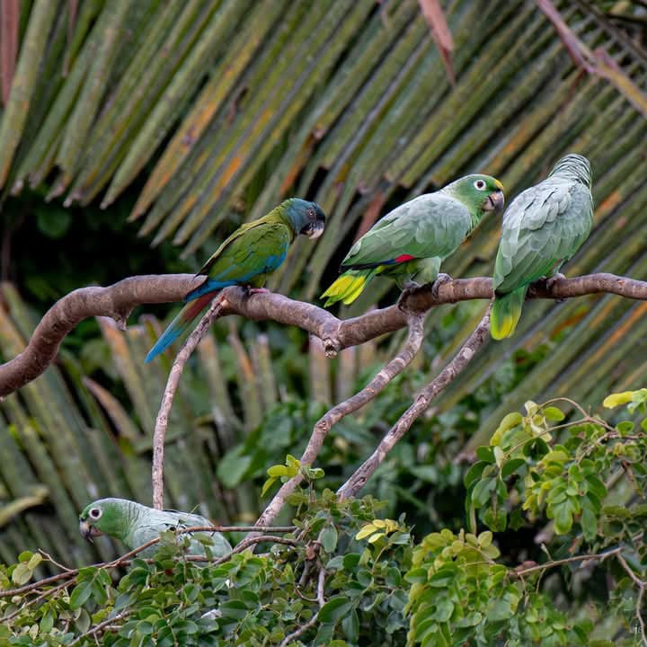 Tours a la  Amazonia 3 dias