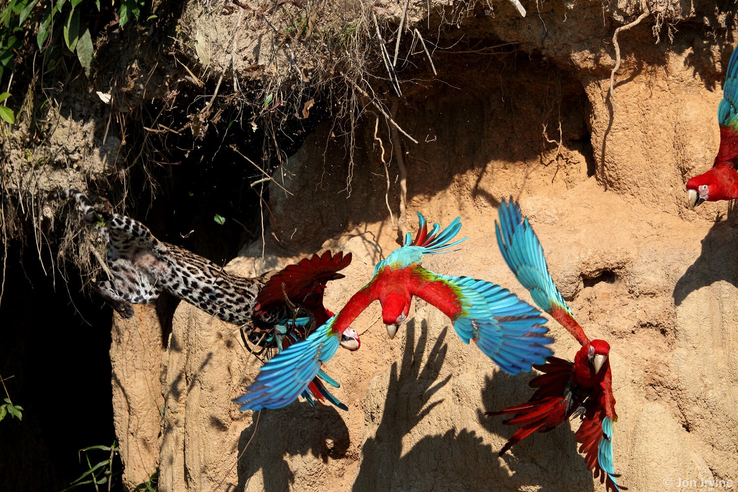 Peru Rainforest Wildlife Expeditions  5 days