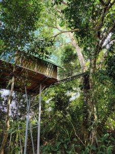 rainforest trekking treehouse