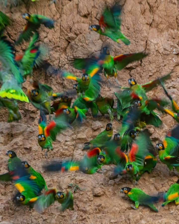 AmazoN Travel   Collpa  Guacamayos 1 dia
