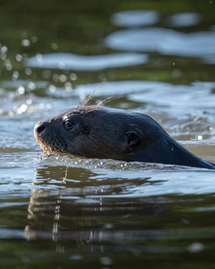 Explore the Amazon in 4  days