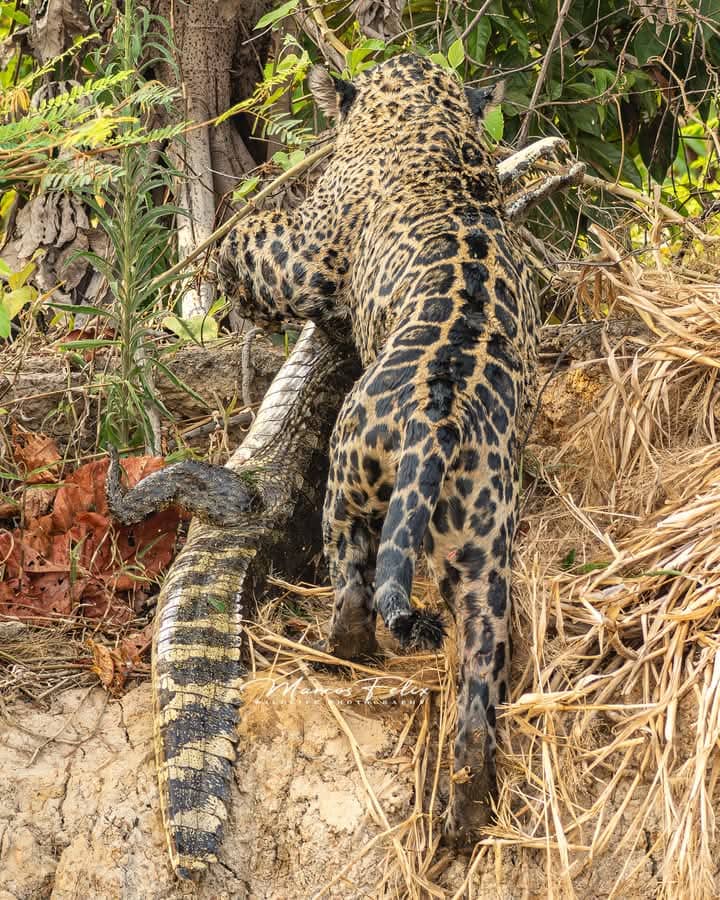 Travel on the Amazonas 5 days