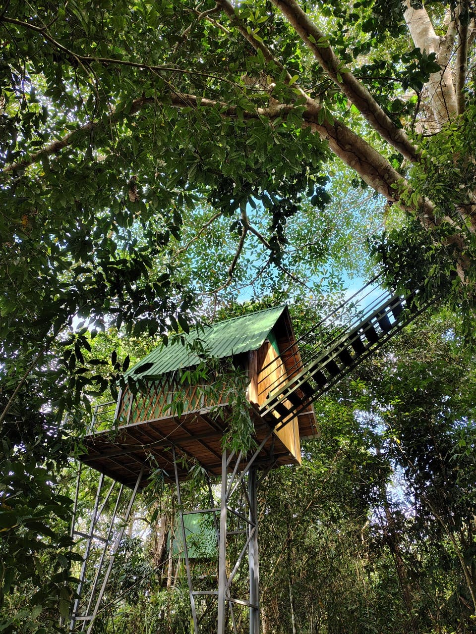 Treehouse Amazon  Tour Tambopata  4 Days