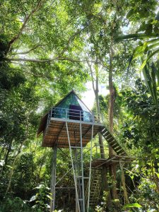 jungle tour amazon